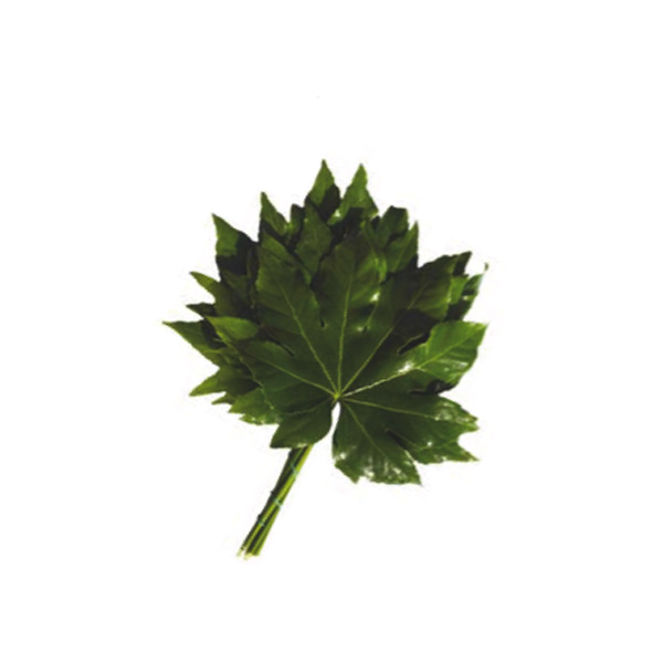 ARALIA - Baby