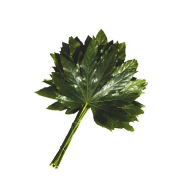 ARALIA media