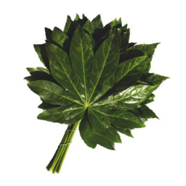 ARALIA maxi
