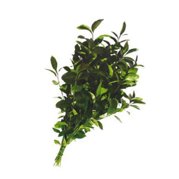 RUSCUS